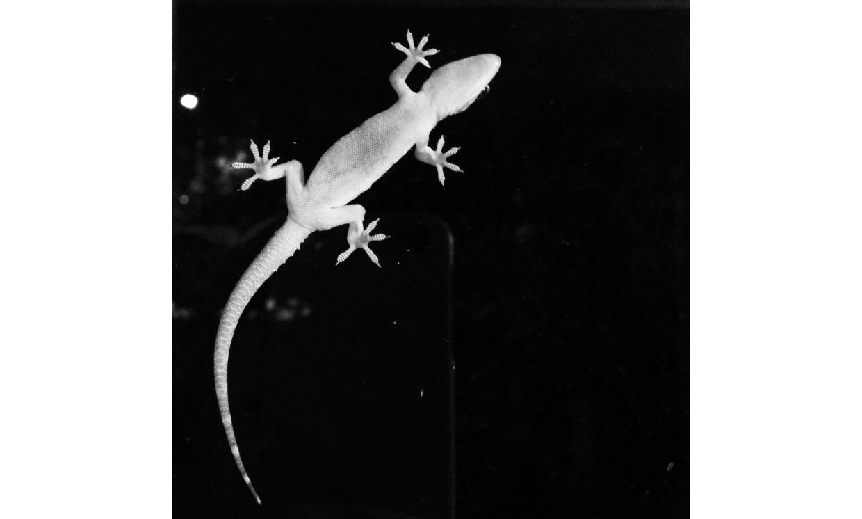 animal lizard whilte