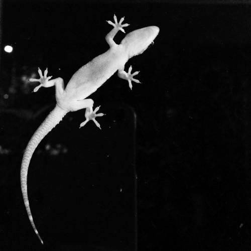 animal lizard whilte