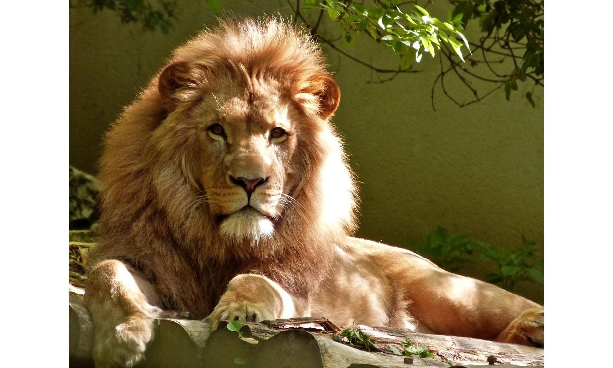 animal lion kingly alone nature widlife