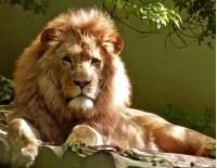 kingly lion