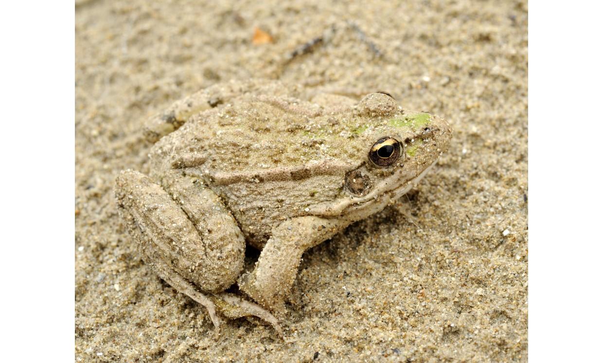 animal frog sand hide nature wildlife amphibian reptile
