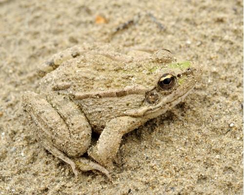 animal frog sand hide nature wildlife amphibian reptile