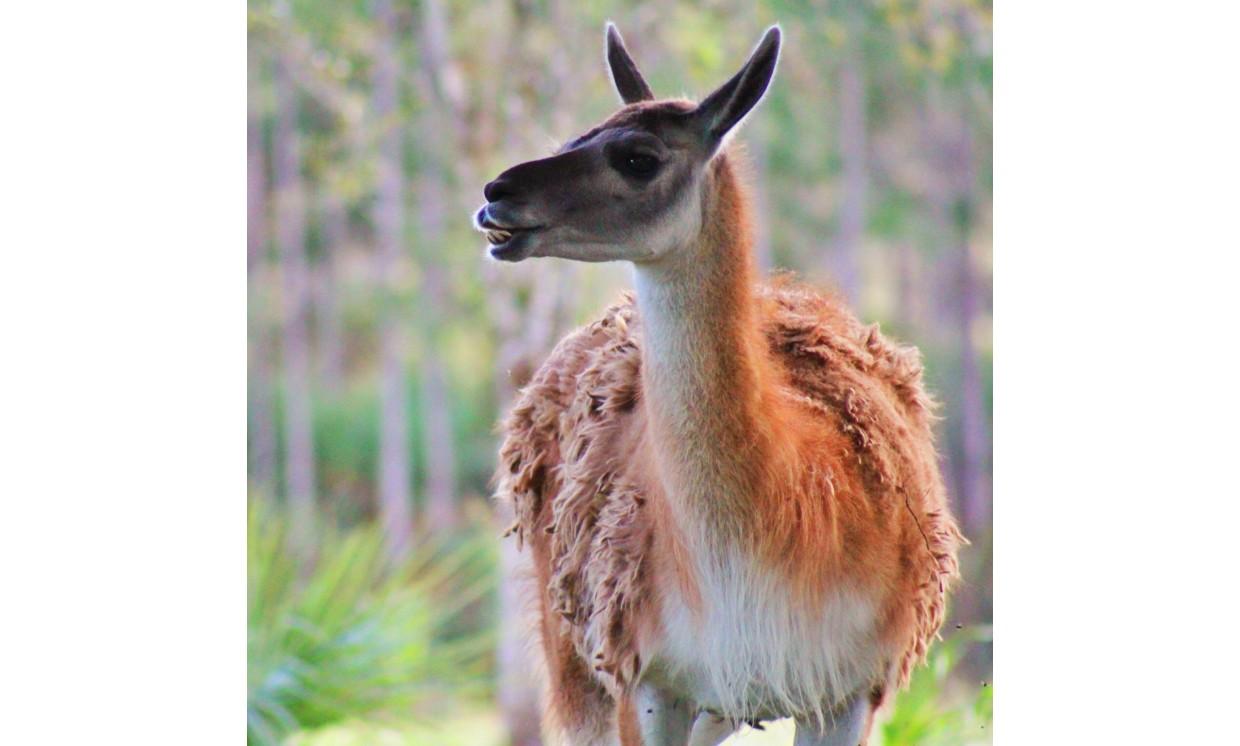 animal deer tree beautiful zoo nature wildlife
