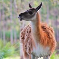 beautiful deer