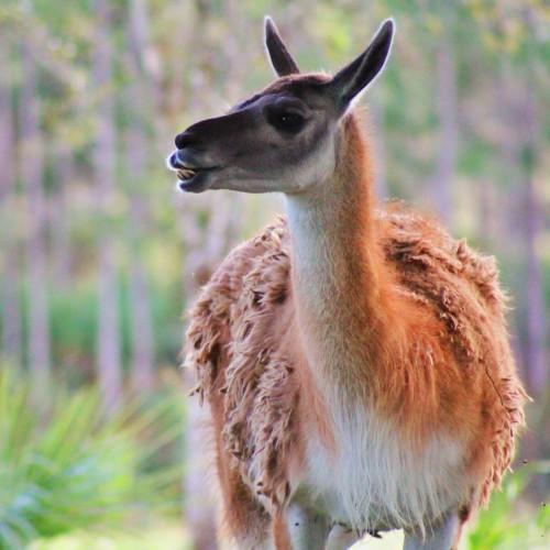 animal deer tree beautiful zoo nature wildlife