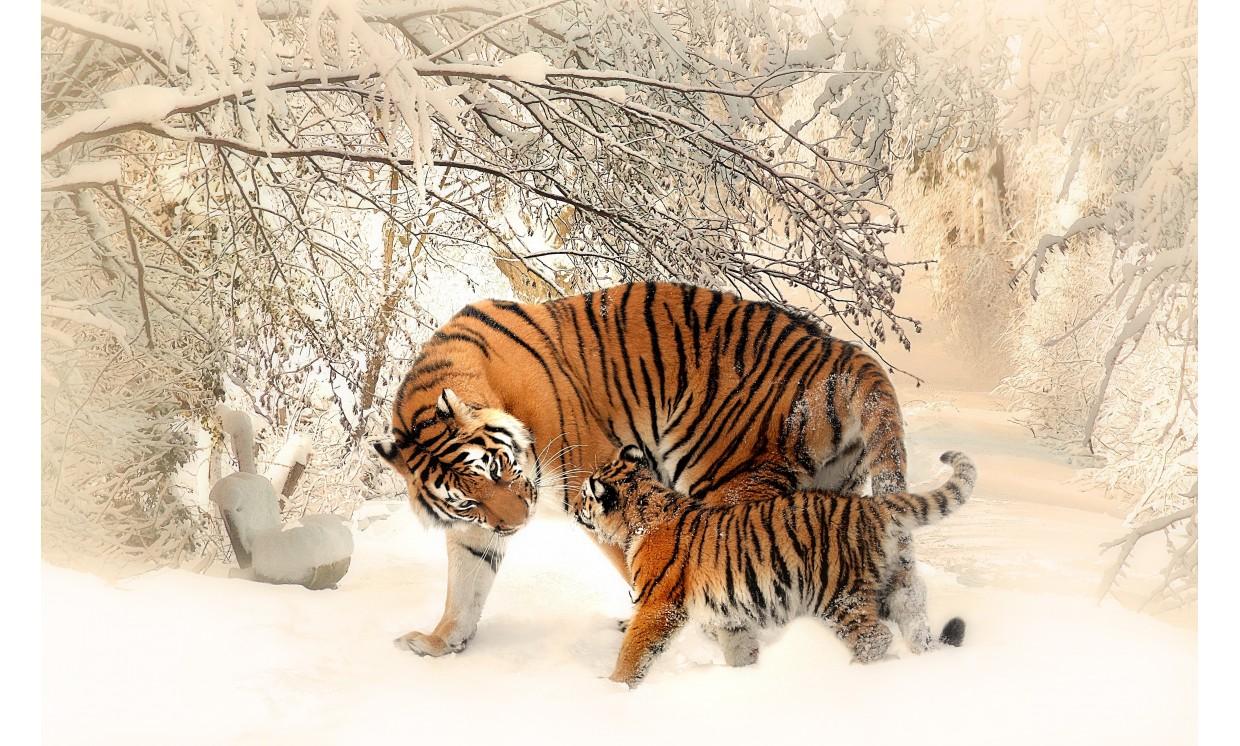animal big cat tiger winter nature wildlife