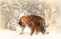 Two tigers