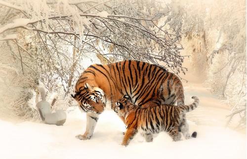 animal big cat tiger winter nature wildlife