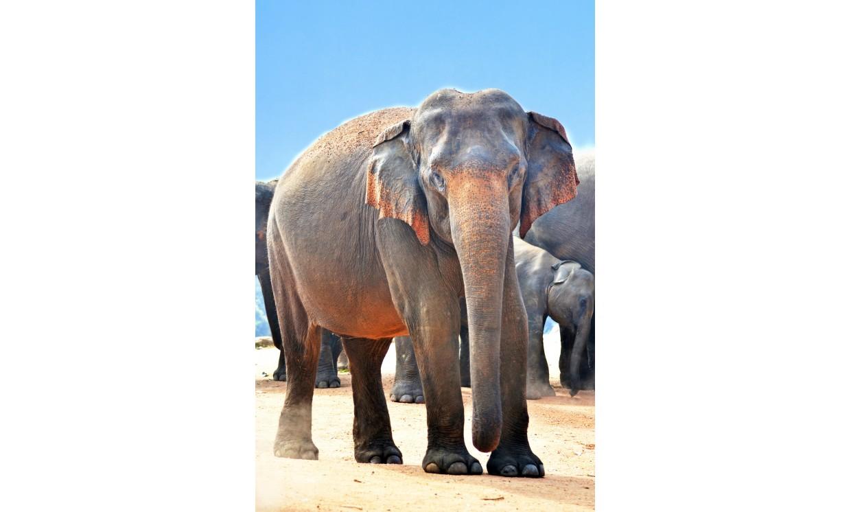 animal elephant adorable nature wildlife