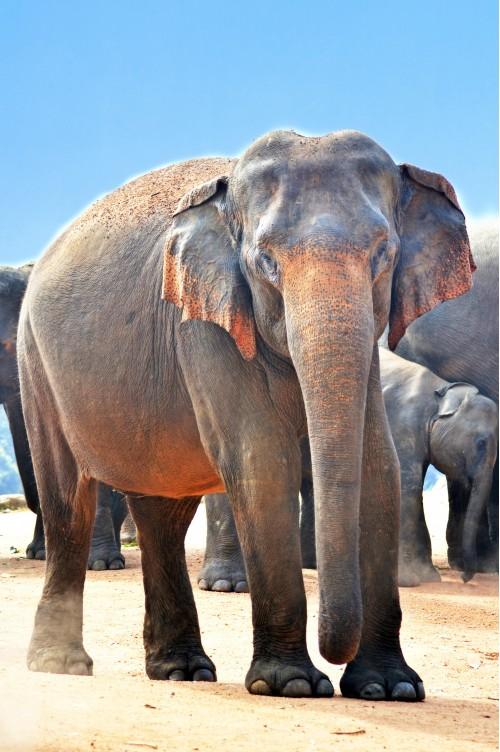 animal elephant adorable nature wildlife