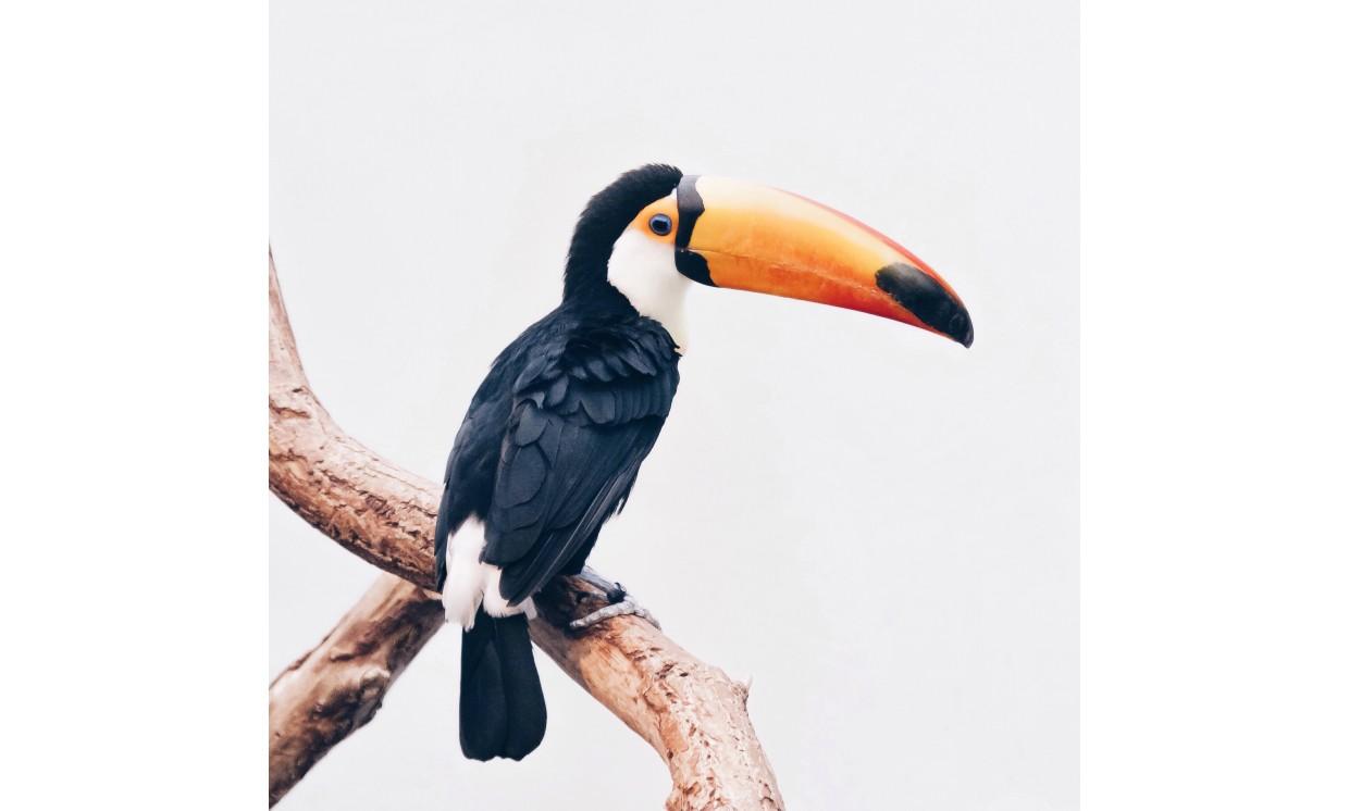 animal orange mouth bird bird nature wildlife