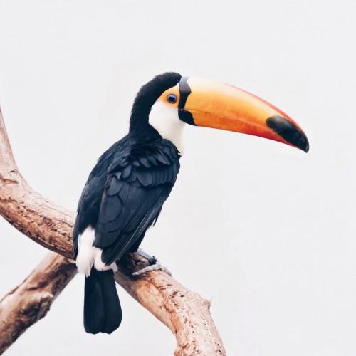 animal orange mouth bird bird nature wildlife