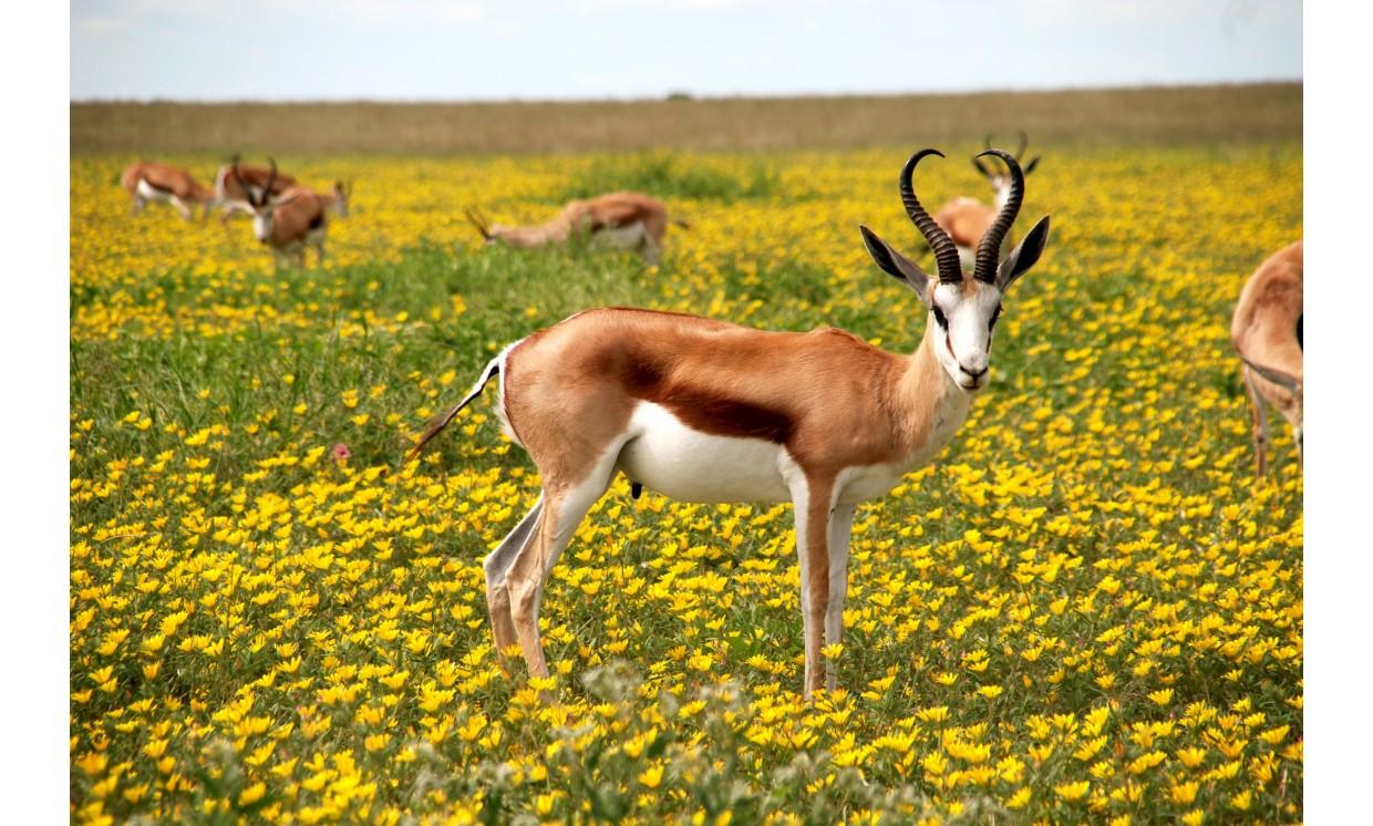animal deer adorable wildlife nature flower