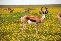 adorable deer