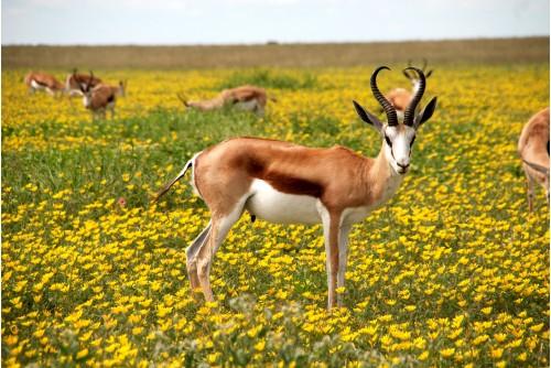 animal deer adorable wildlife nature flower
