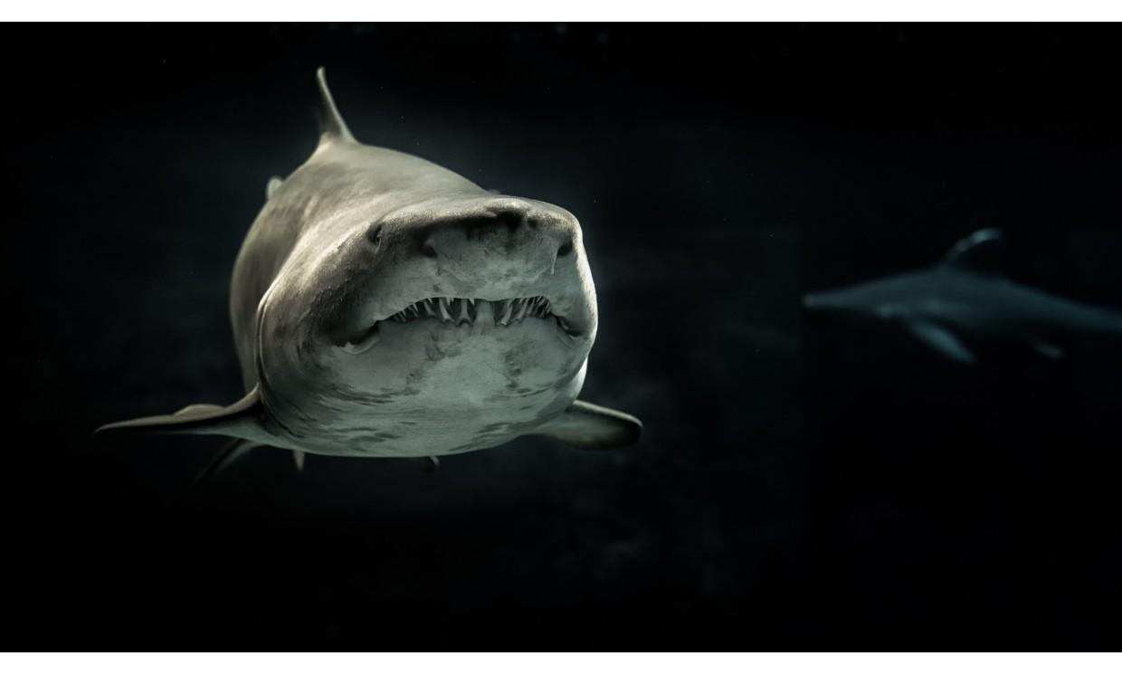 animal shark fish wildlife nature