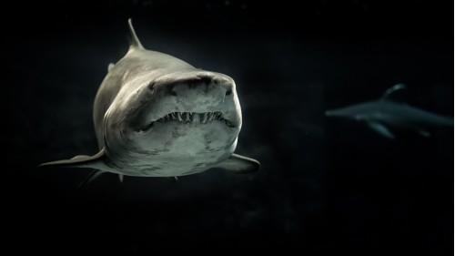 animal shark fish wildlife nature