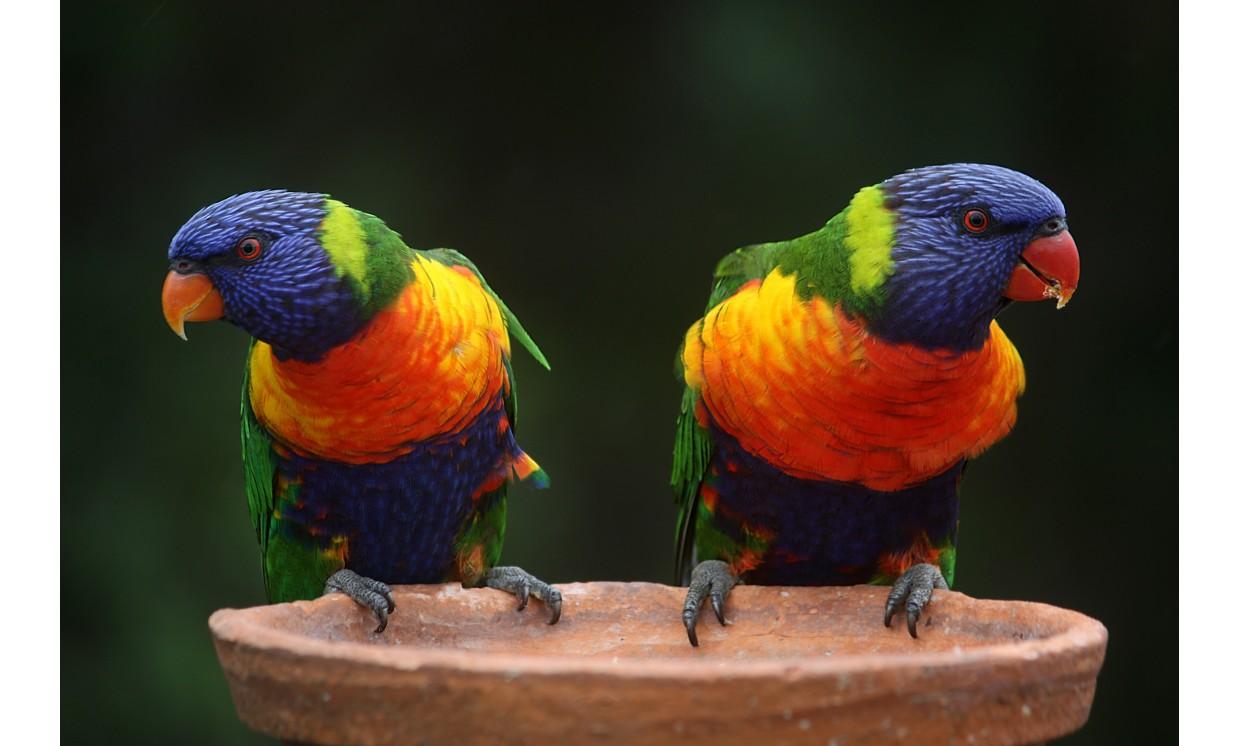 animal bird nature wildlife parrot