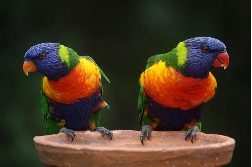 animal bird nature wildlife parrot