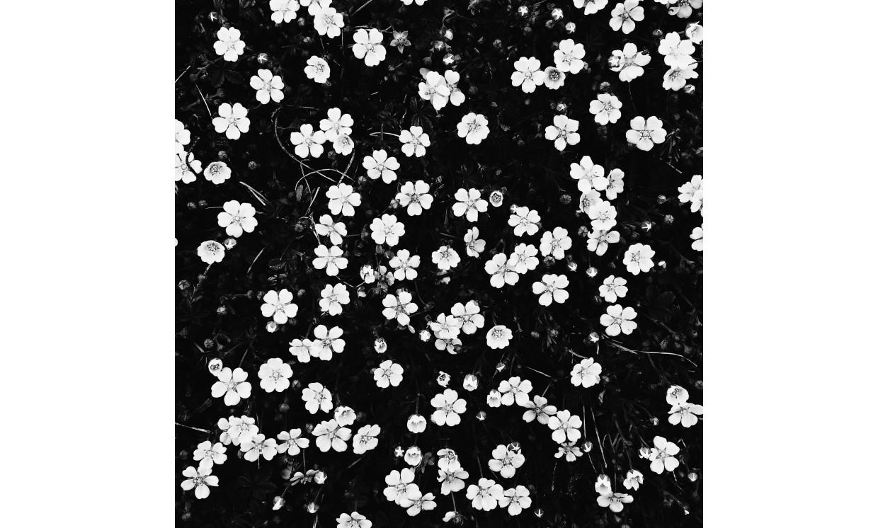 background flowers flower wall white flower flower