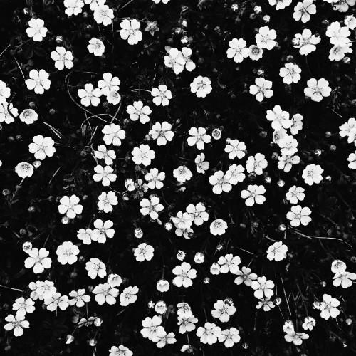 background flowers flower wall white flower flower