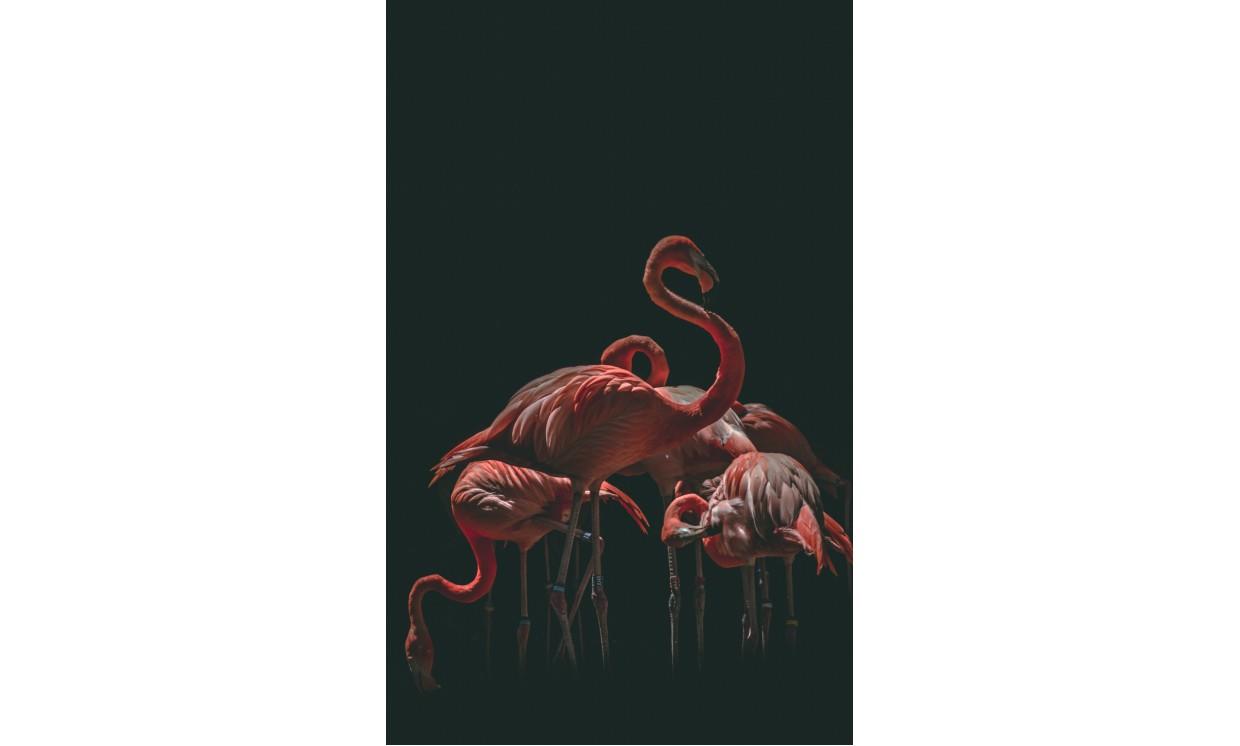 animal red crane nature wildlife bird crane