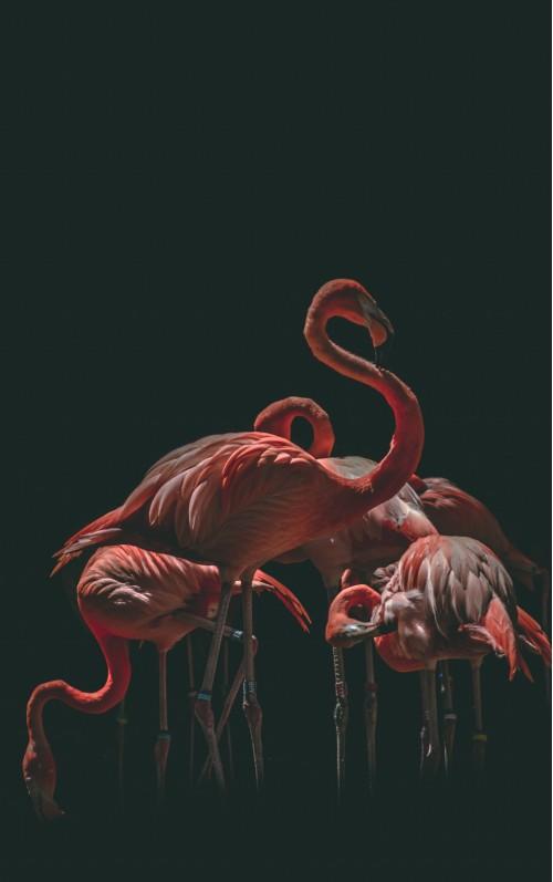 animal red crane nature wildlife bird crane