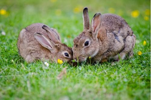 animal rabbit nature wildlife bunny