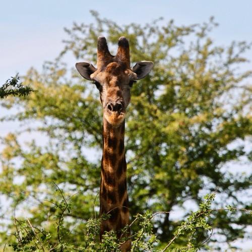 animkal giraffe nature wildlife head
