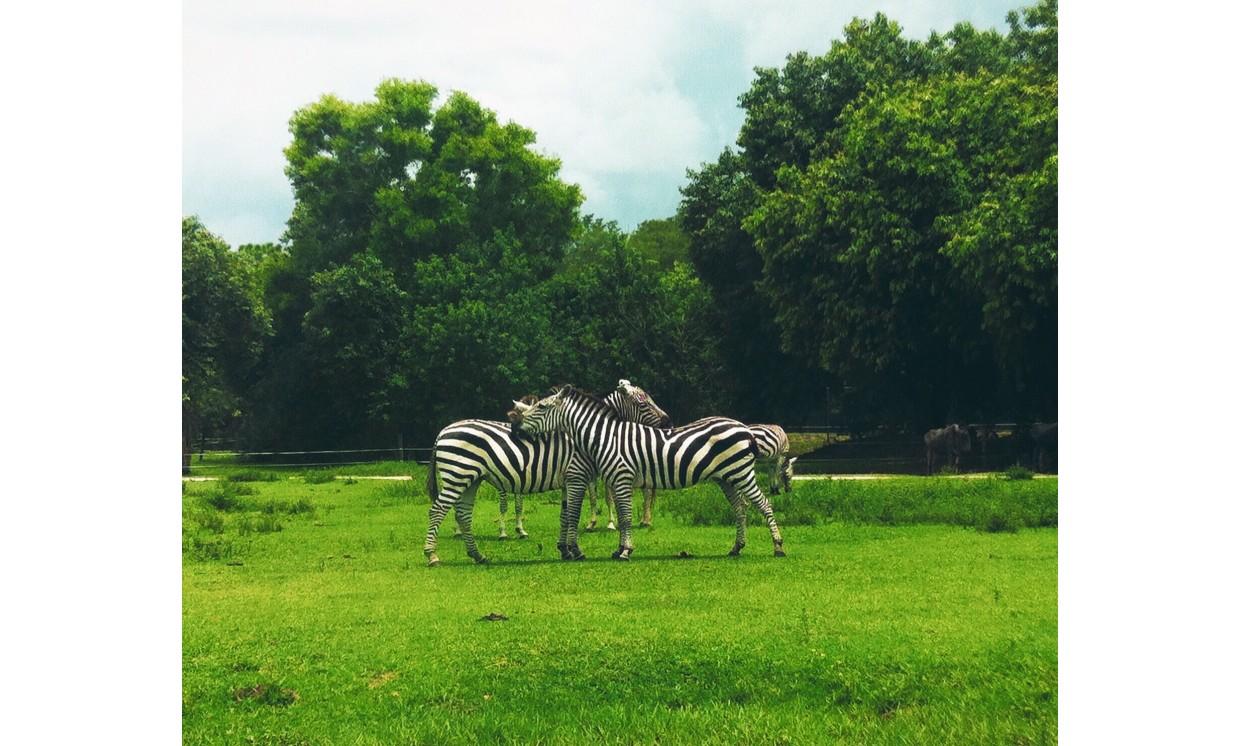 animal zebra summer african wildlife nature
