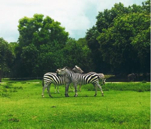 animal zebra summer african wildlife nature
