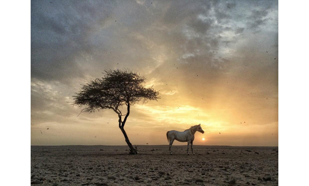 animal horse sunrise nature wildlife