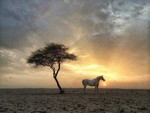 animal horse sunrise nature wildlife