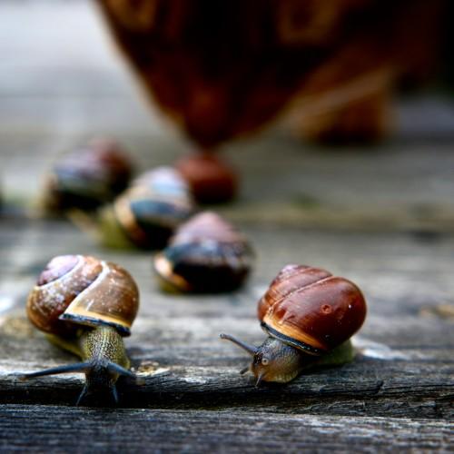 animal snail nature wildlife