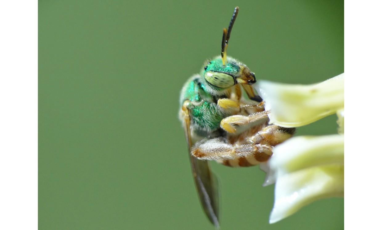 animal bee irish nature wildlife