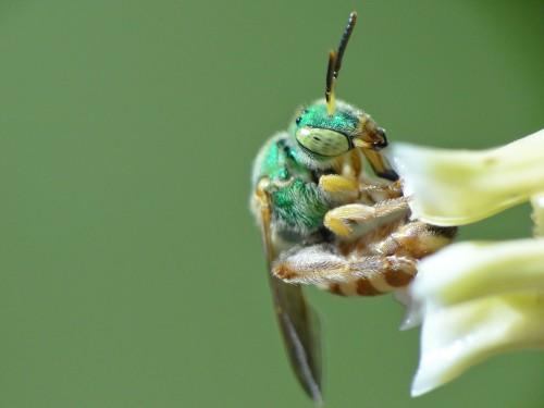 animal bee irish nature wildlife