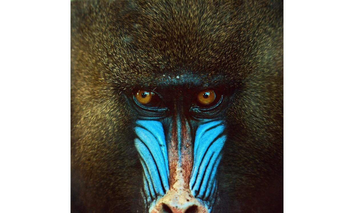 animal baboon face wildlife