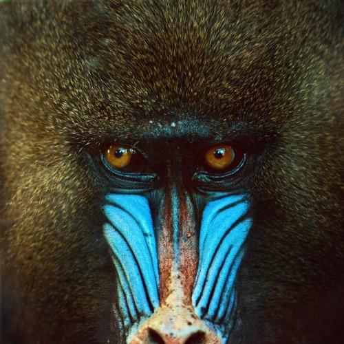 animal baboon face wildlife