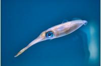 baby squid