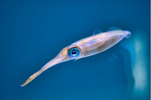 animal squid baby nature wildlife fish sea