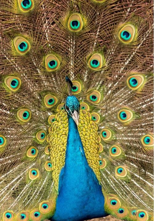 animal bird colorful zoo feather peacock exhibition vibrant peachck exhibition nature wildlife