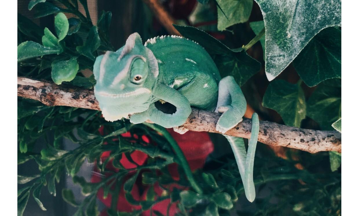 animal chameleon wildlife nature smiling hill farm westbrook maine