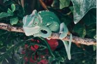 chameleon