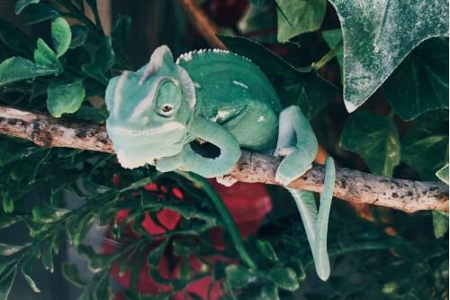 animal chameleon wildlife nature smiling hill farm westbrook maine