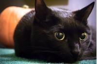 black cat
