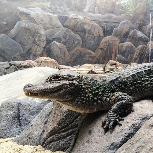 animal crocodile zoo wildlife nature