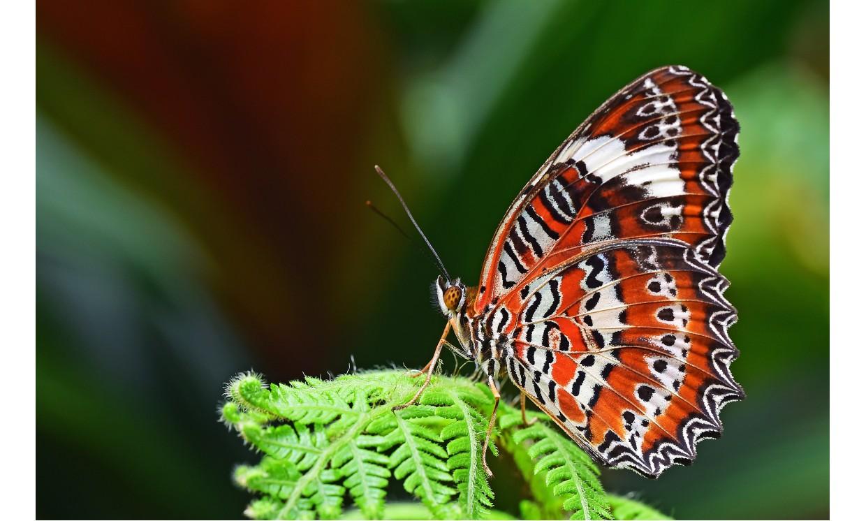 animal butterfly colorful beautiful