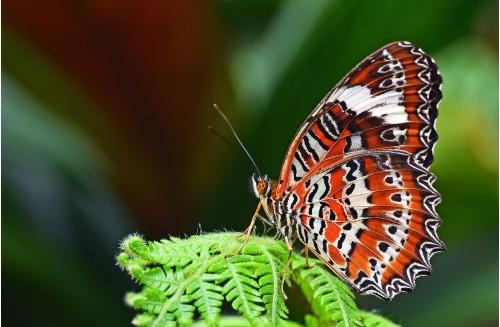animal butterfly colorful beautiful