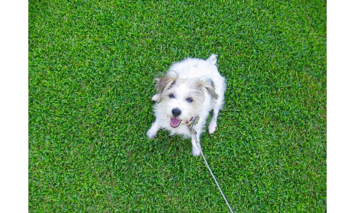 background little  white  puppy  green lawn