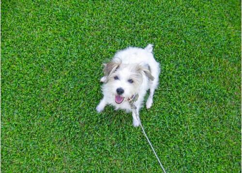 little white puppy on a green lawn